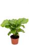 Calathea orbifolia plant 1