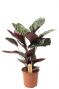 Calathea ornata