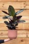 Calathea ornata kamerplant 1