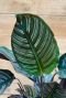 Calathea ornata plant
