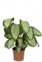 Hoya Krohniana Silver blad