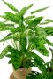 Calathea plant in mand