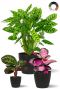 Calathea planten mix 1