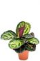 Calathea rosea