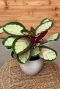 Calathea silvia kamerplant 1