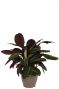 Calathea warscewiczii kamerplant 1