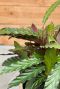 Calathea wavestar kamerplant 1 1