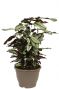 Calathea whitestar