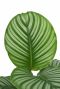 Calatheaorbifoliacloseup