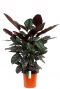 Prachtige Calathea ornata kamerplanten kopen 