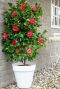 Camellia japonica black lace tuinplant 2
