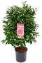 Camellia japonica bonomiana 24
