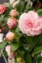 Camellia japonica bonomiana tuinplant 24