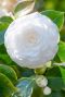 Camellia japonica centifolia alba tuinplant