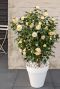 Camellia william bartlett jury s yellow tuinplant