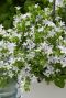 Campanula ambella white p10 tuinplant