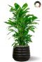 Caryota palm in zwarte pot
