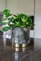 Celia pot goud plant