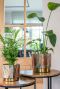 Celia pot goud roze plant 1
