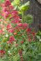 Centranthus ruber coccineus tuinplant
