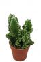 Cereus florida cactus 1
