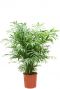 Chamaedorea elegans plant 1