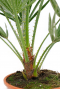 Buitenpalm