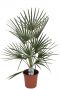 Chamaerops humilis 2