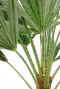 Dwergwaaierpalm
