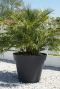 Chamaerops humilis p35 tuinplant