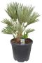 Chamaerops humilis palm 1