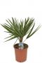 Chamaerops humilis plant 1