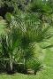 Chamaerops humilis tuinplant 1