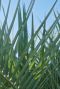 Chamaerops humilis tuinplant p18 1