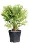 Chamaerops humilis vulcano p30