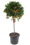Citrus calamondin p40