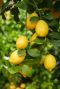 Citrus lemon tuinplanten 1