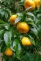 Citrus reticulata tuinplant p45