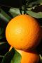 Citrus sinensis p35