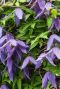Clematis alpina tuinplant