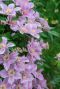 Clematis hagley hybrid tuinplant