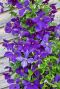 Clematis jackmanii tuinplant