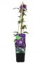 Clematis multi blue plant p14