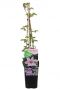 Syngonium Pink Splash