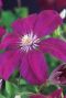 Clematis rouge cardinal tuinplant