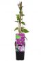 Clematis star of india p14