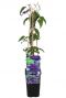 Clematis the president p14
