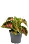 Coleus spacecake