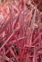 Cordyline australis red star tuinplant