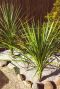 Cordyline australis tuinplant p21
